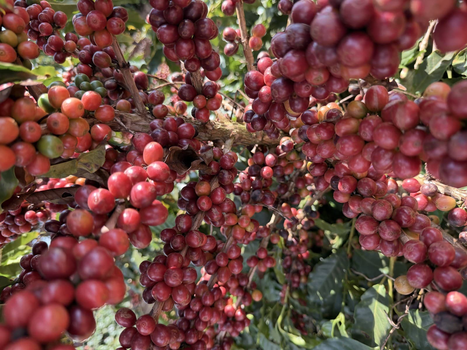 Cerejas de café maduras na Fazenda São Bartolomeu